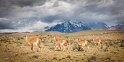 097 Torres Del Paine, guanaco